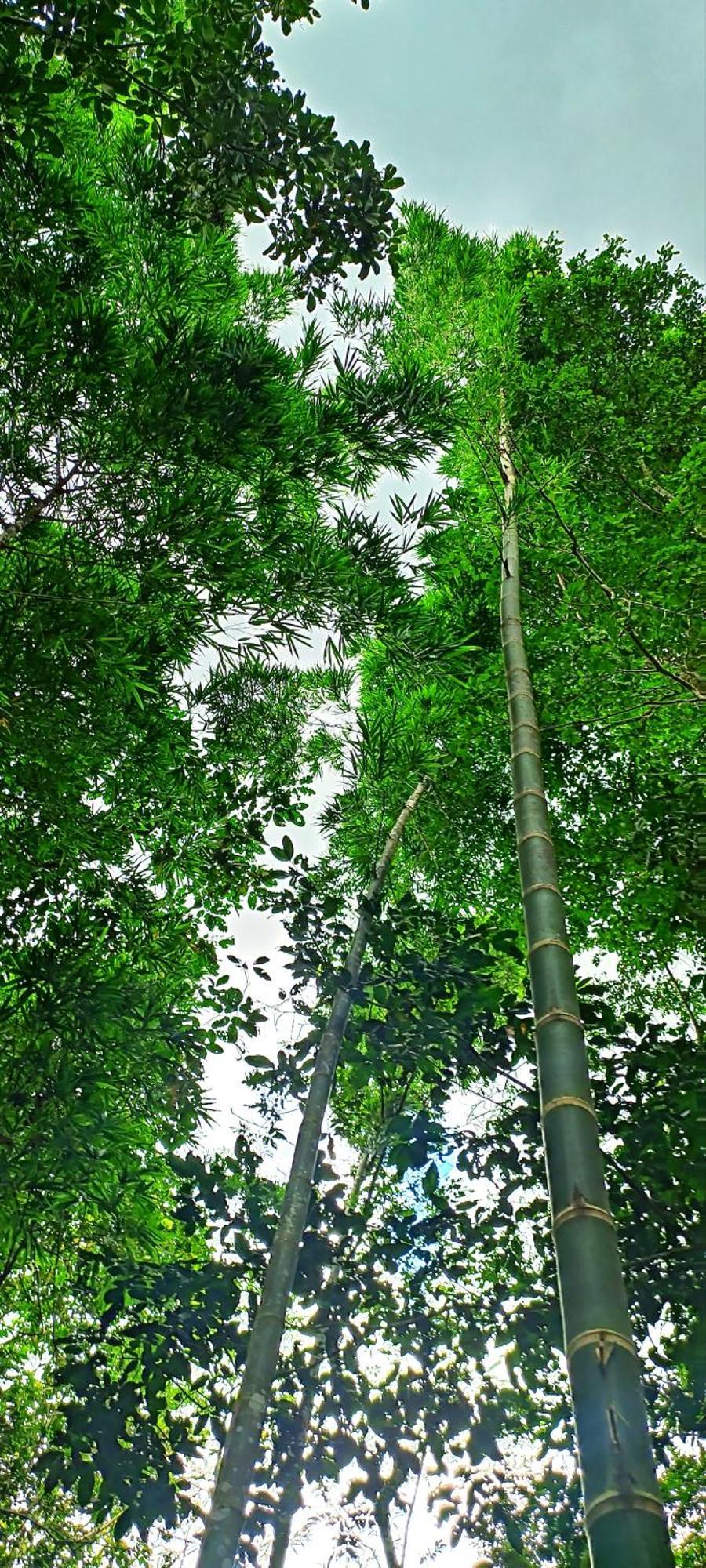 Hotel Ecologico Makalombia La Macarena Екстер'єр фото